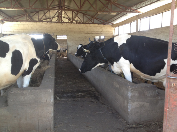 Phase V (2023 – 2027) Launch of Empowerment Programs